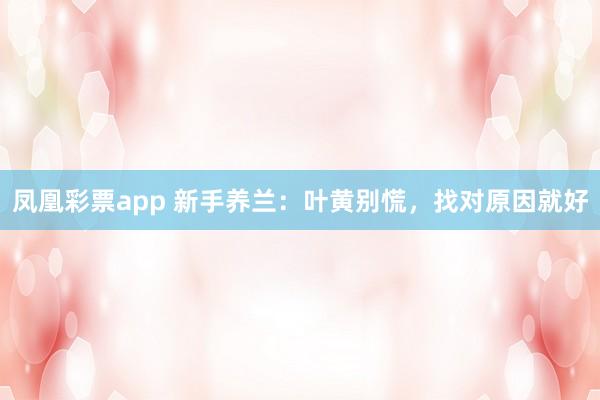 凤凰彩票app 新手养兰：叶黄别慌，找对原因就好