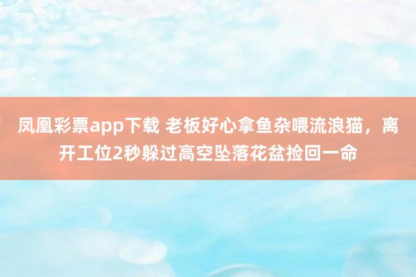 凤凰彩票app下载 老板好心拿鱼杂喂流浪猫，离开工位2秒躲过高空坠落花盆捡回一命